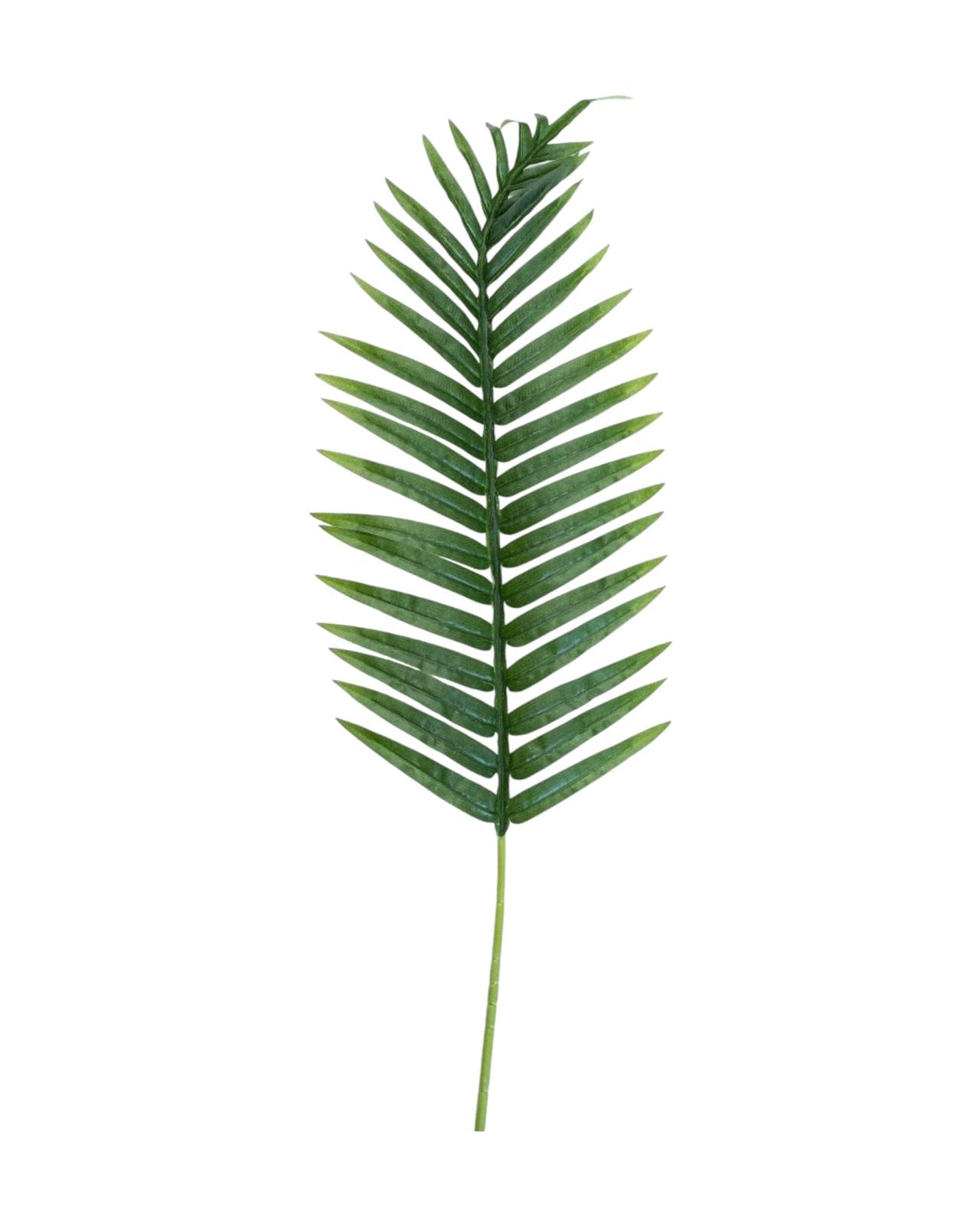 palm leaf