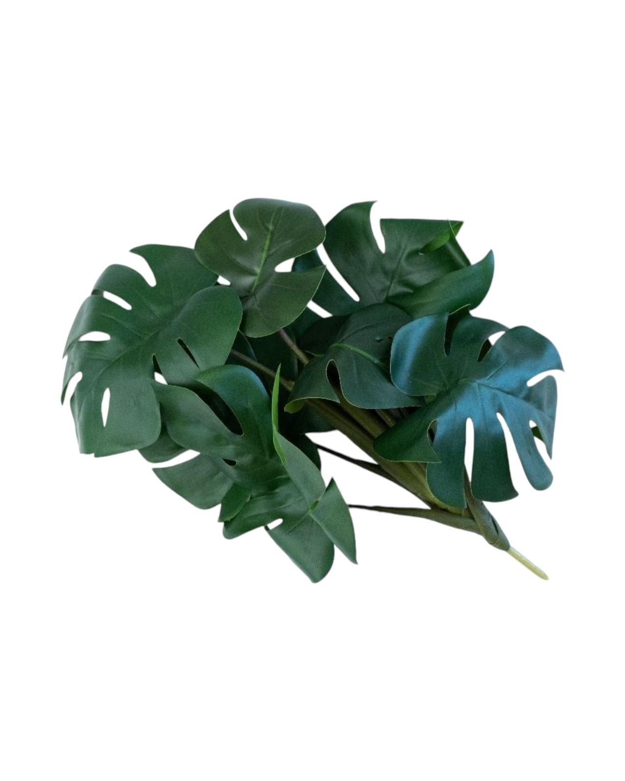 del monstera bunch 8lvs