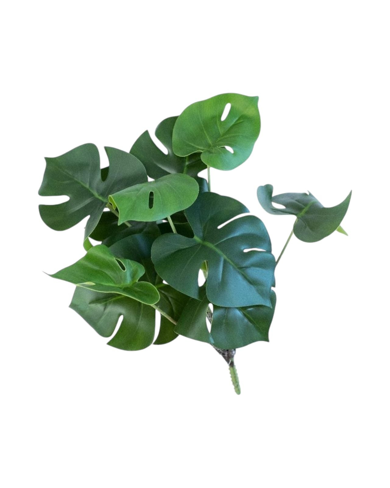 del monstera 30cm 12lvs