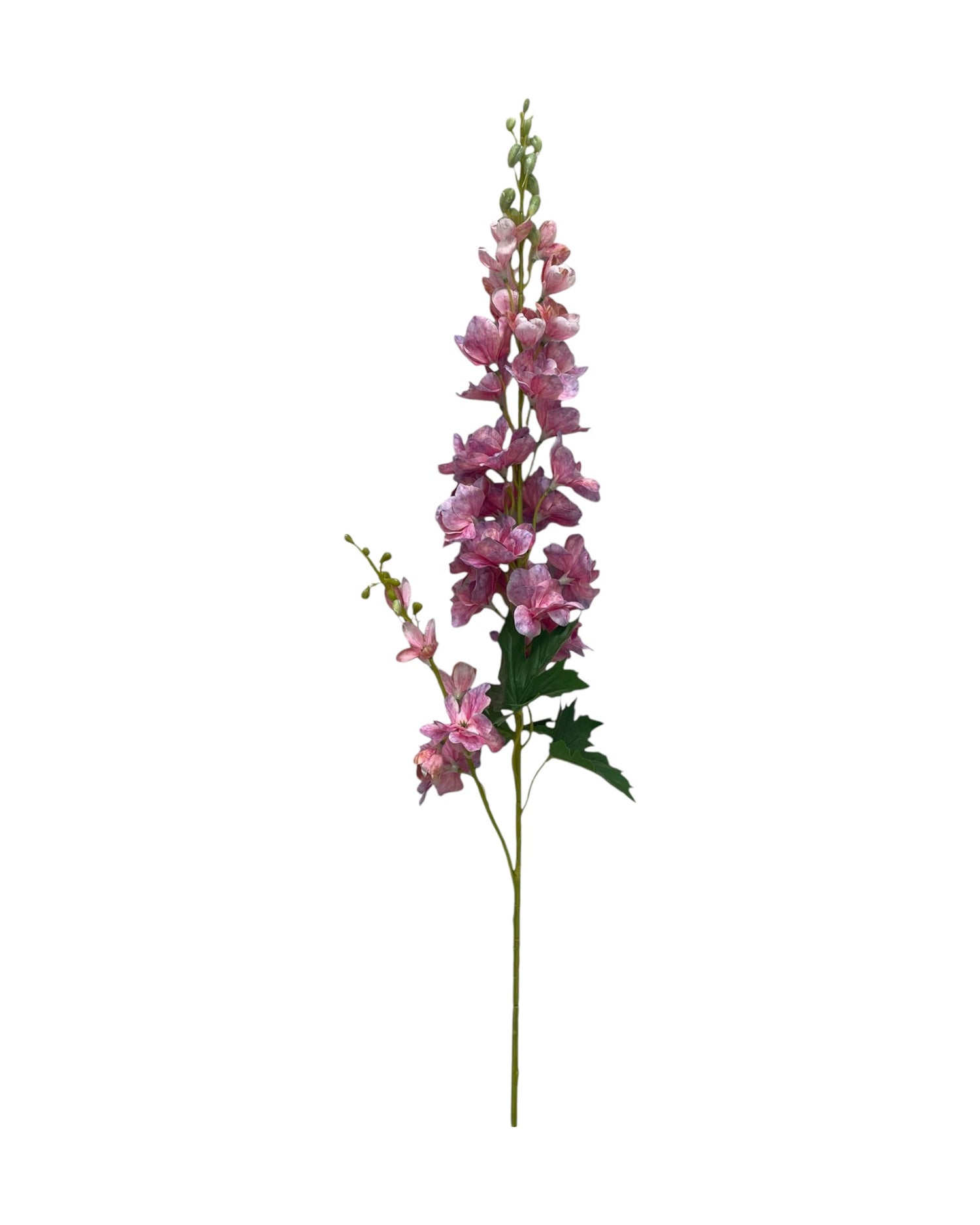 delphinium
