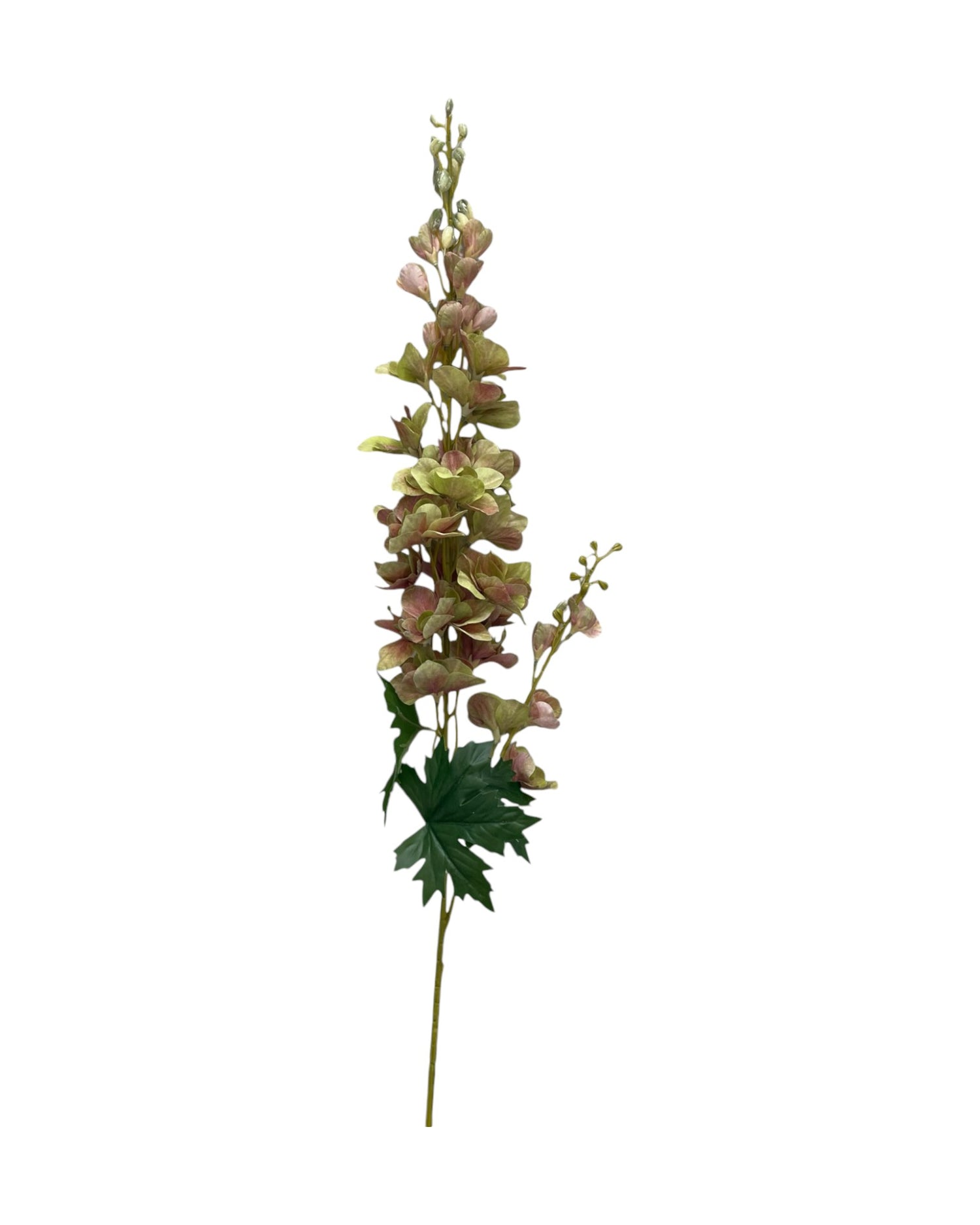 delphinium