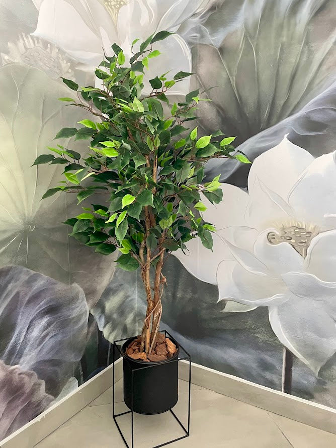 4ft ficus tree and black steele planter combo