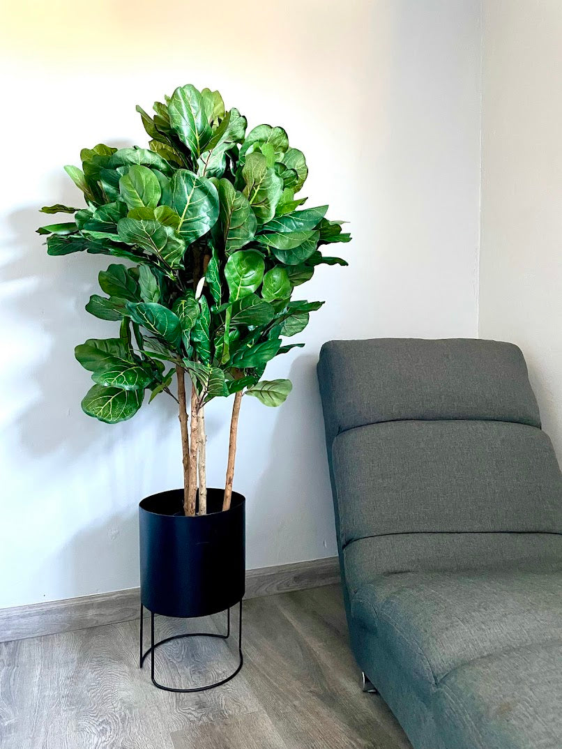 4ft fig tree and black metal round planter