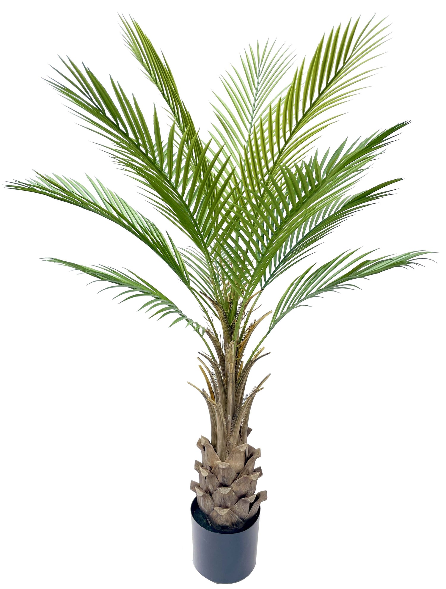4ft kentia palm delux 12 lvs