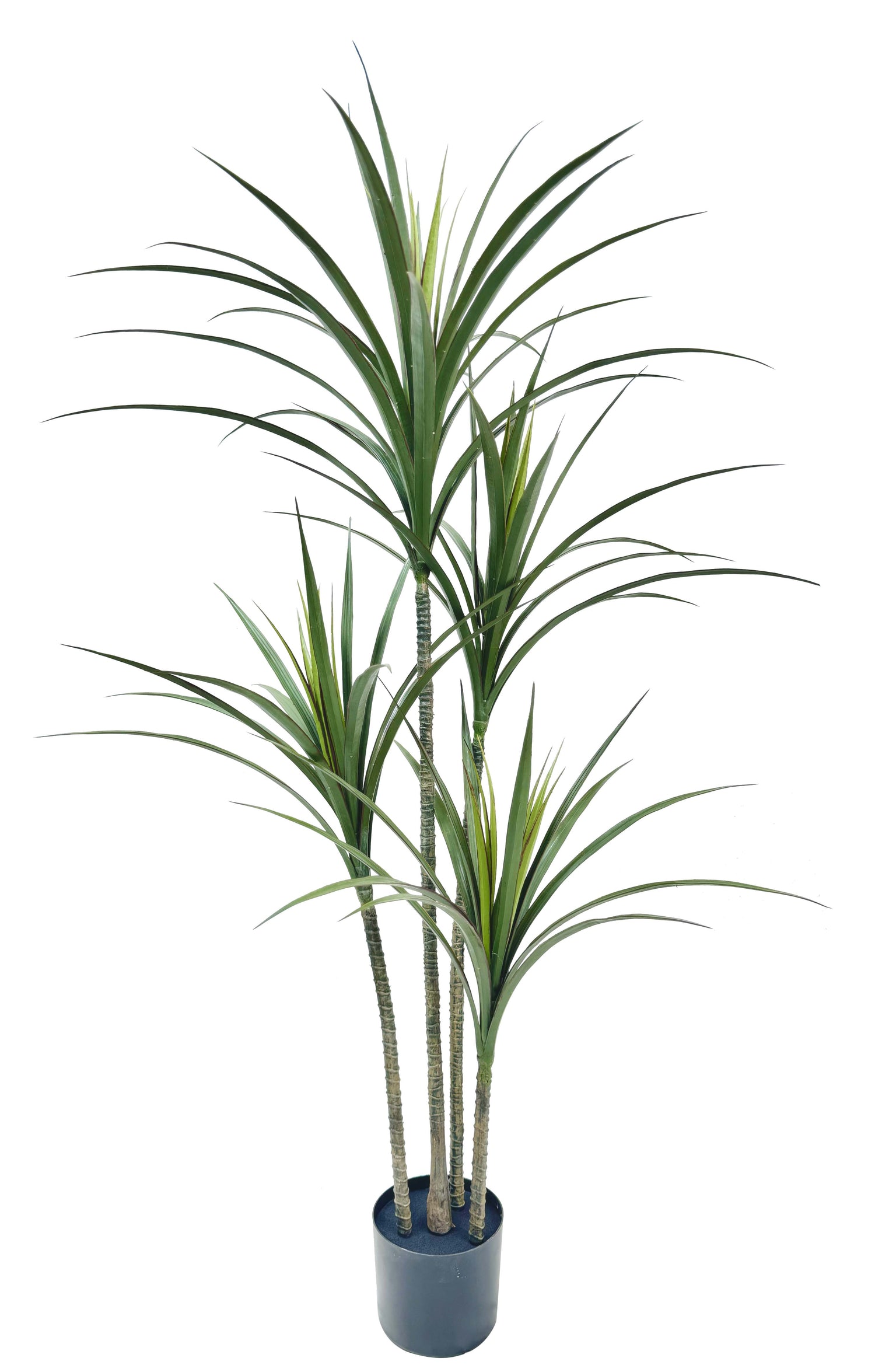 4ft yucca tree 88lvs