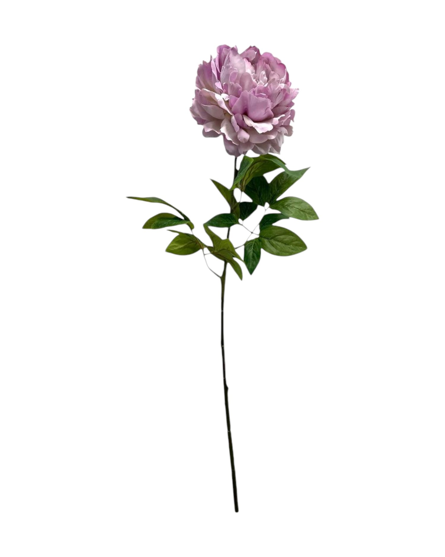 peony