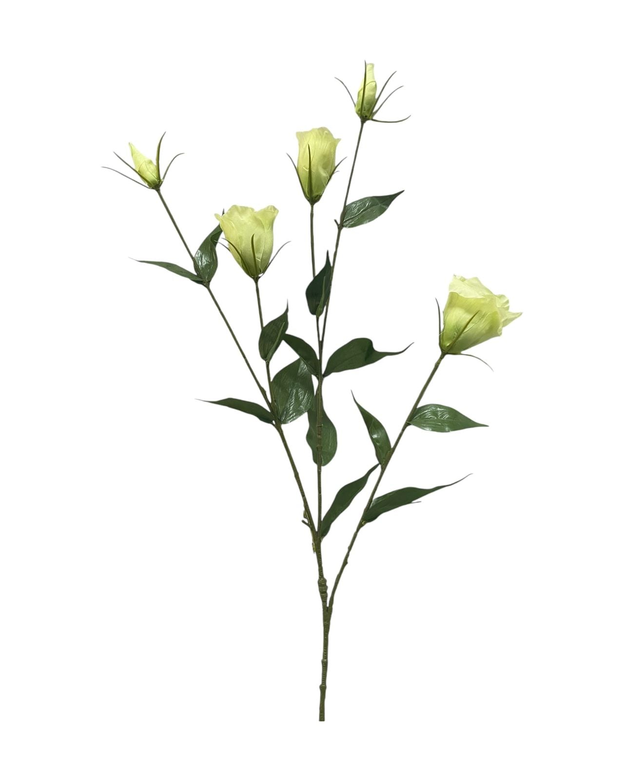 lizianthus