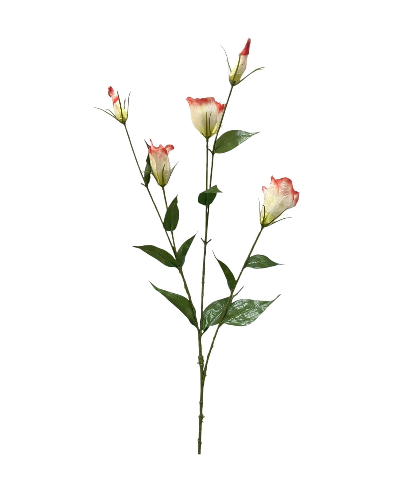 lizianthus