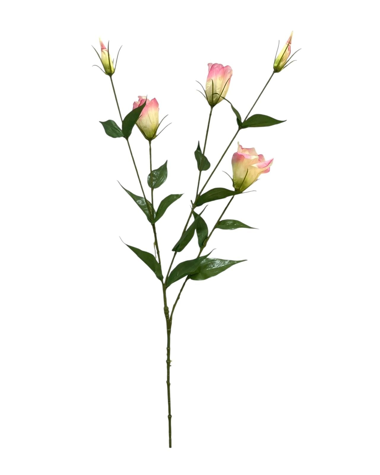 lizianthus