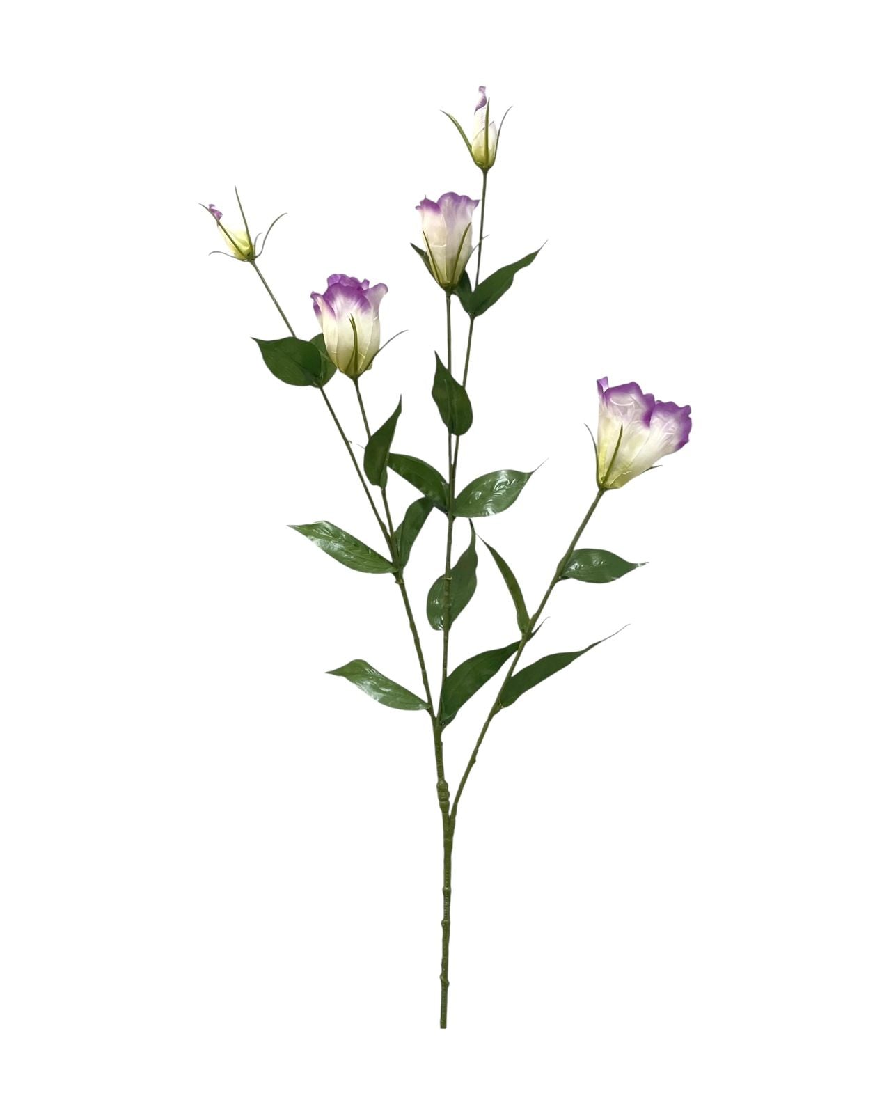 lizianthus