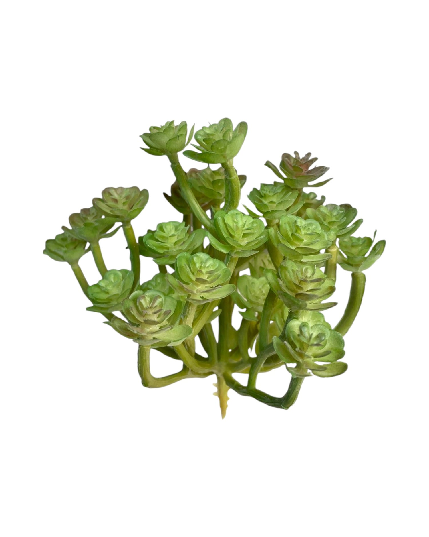 suc mini lotus 6'' green