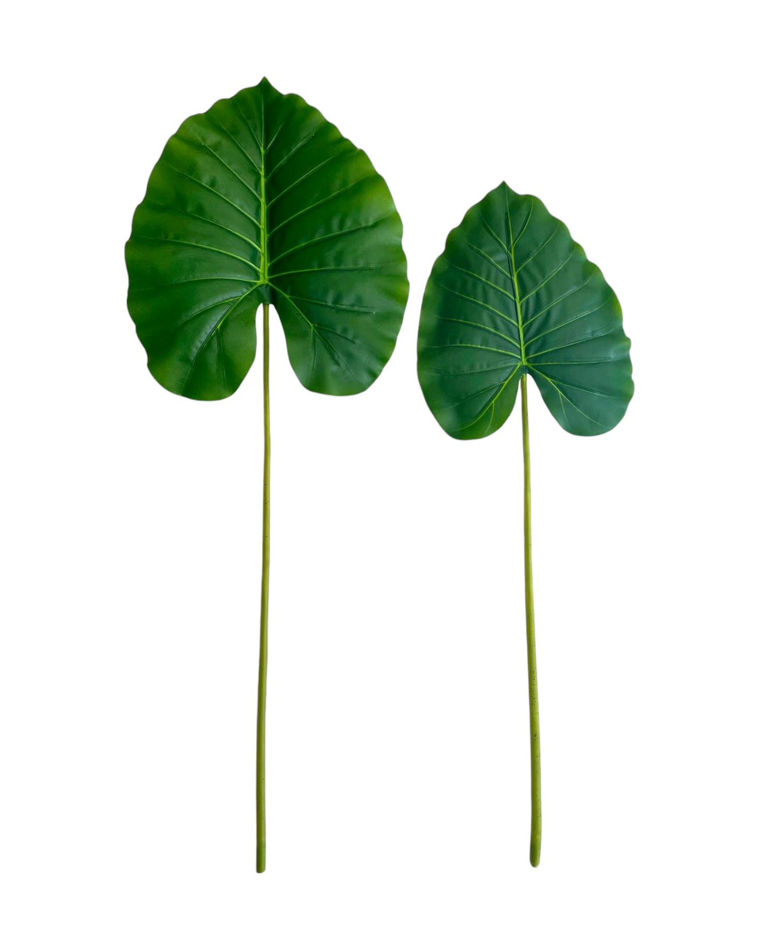del monster wild leaf