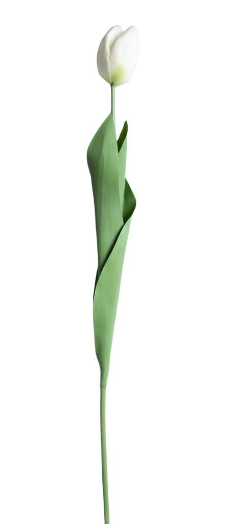 tulip 60cm