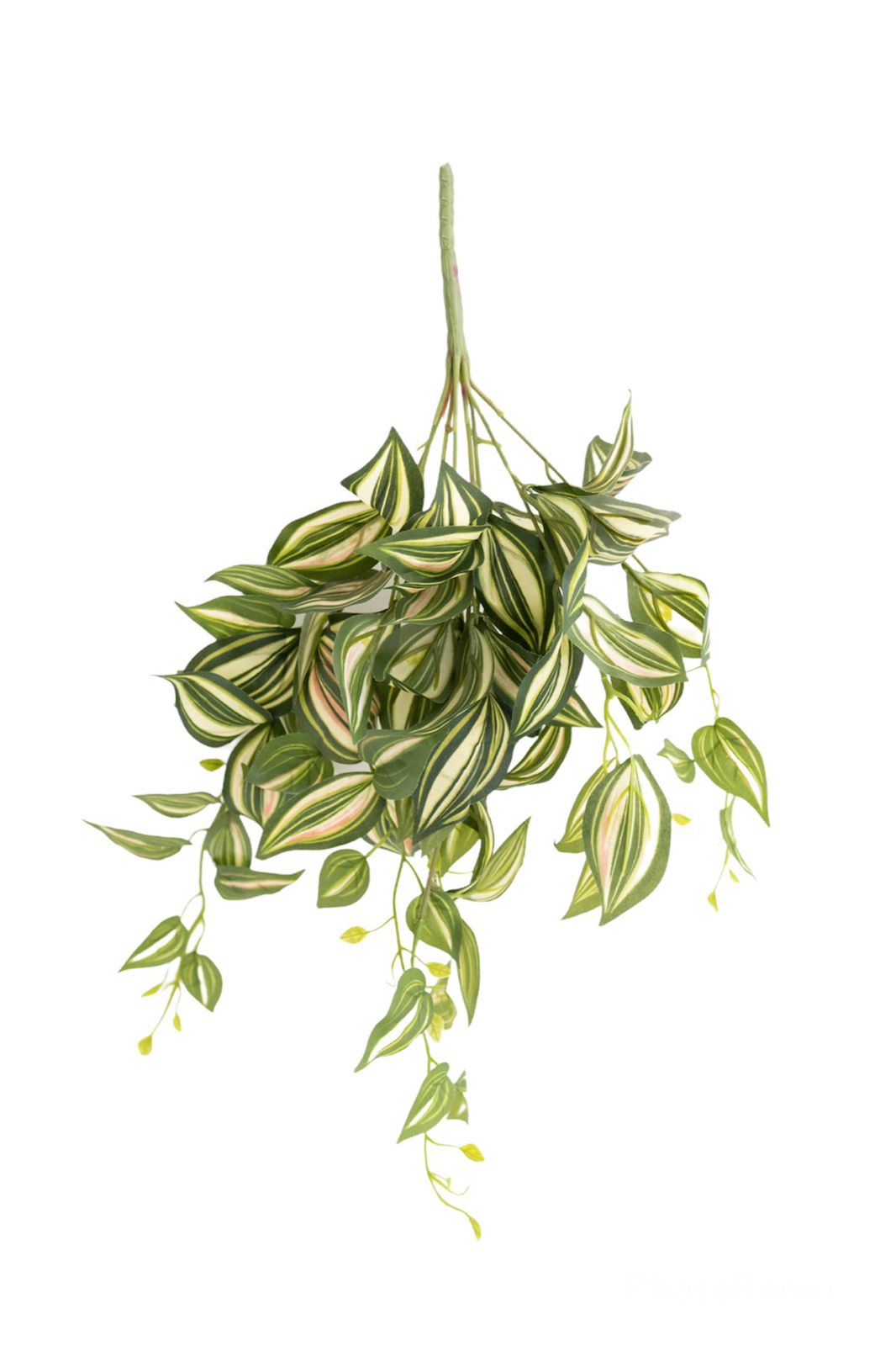 tradescantia bushes