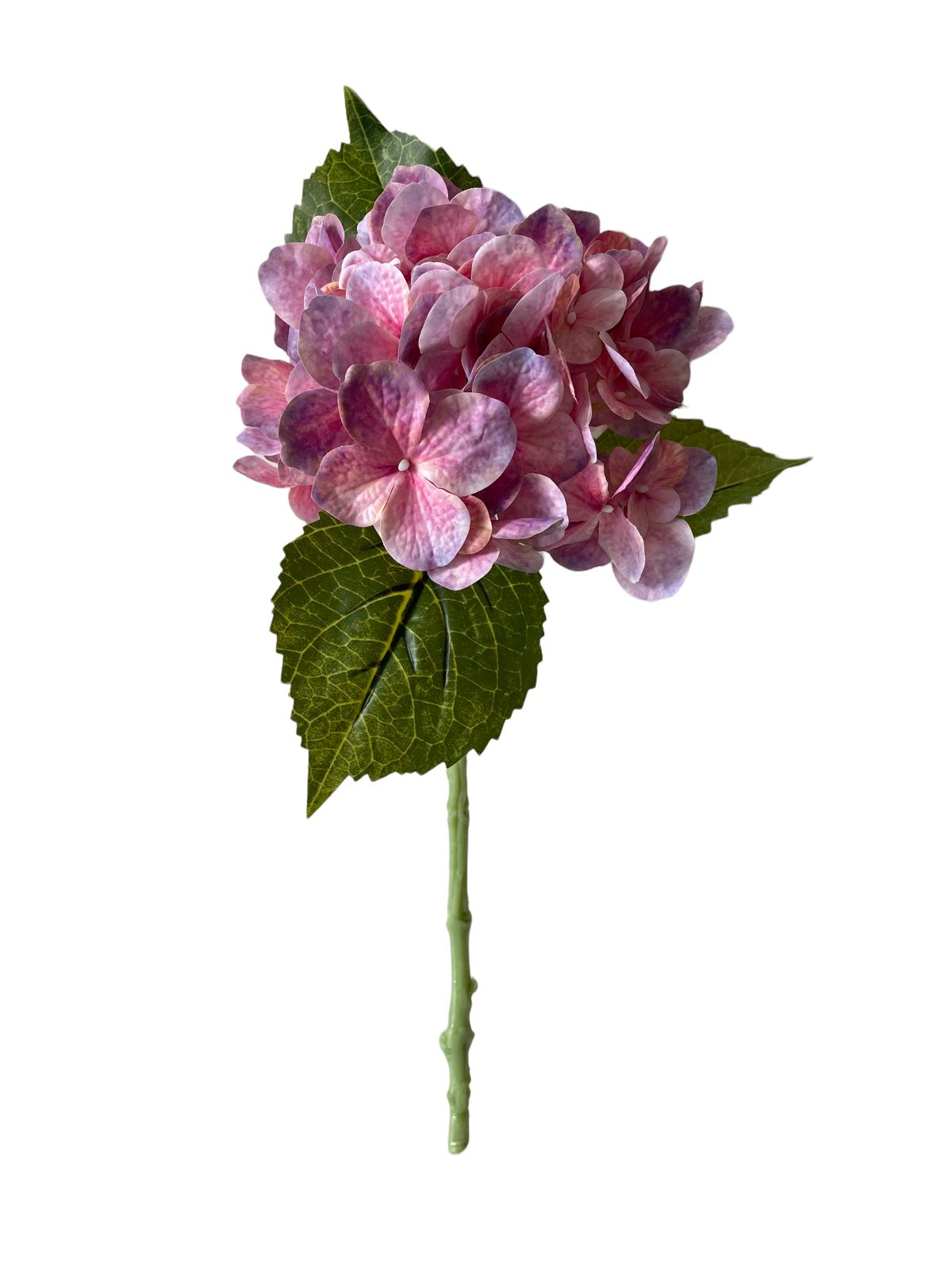 hydrangea
