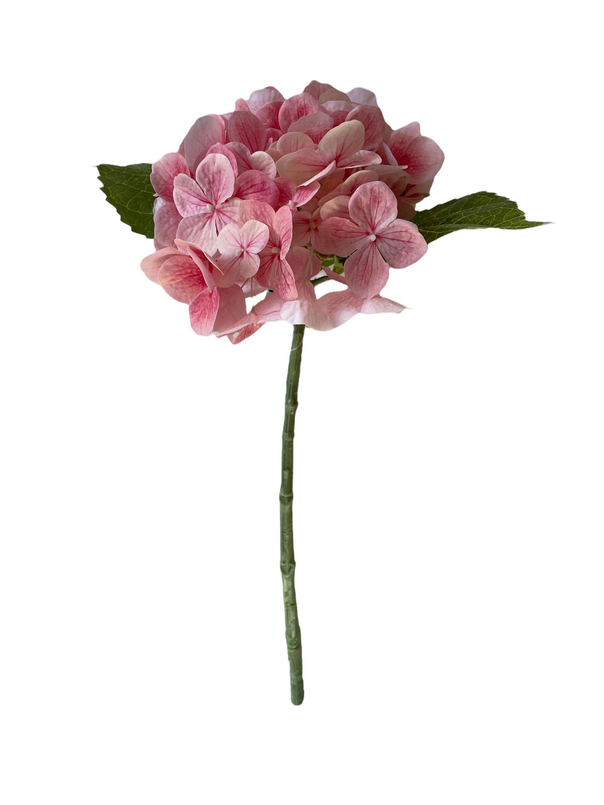 hydrangea