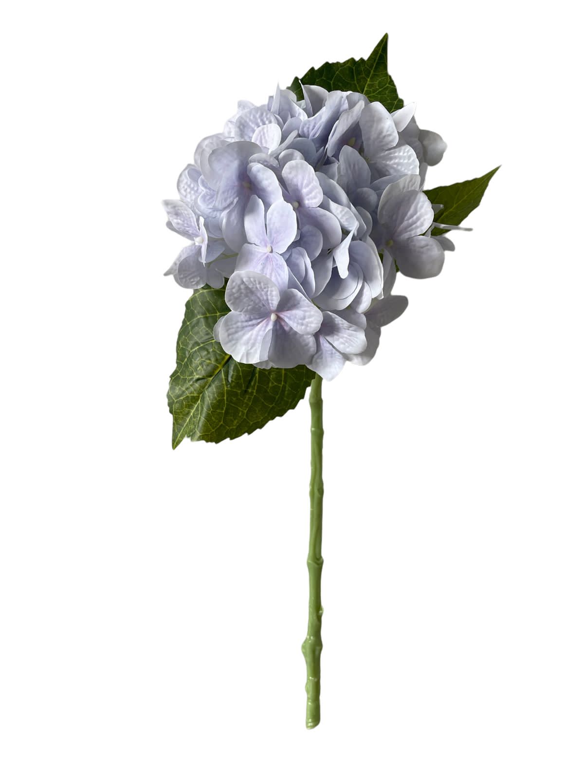 hydrangea