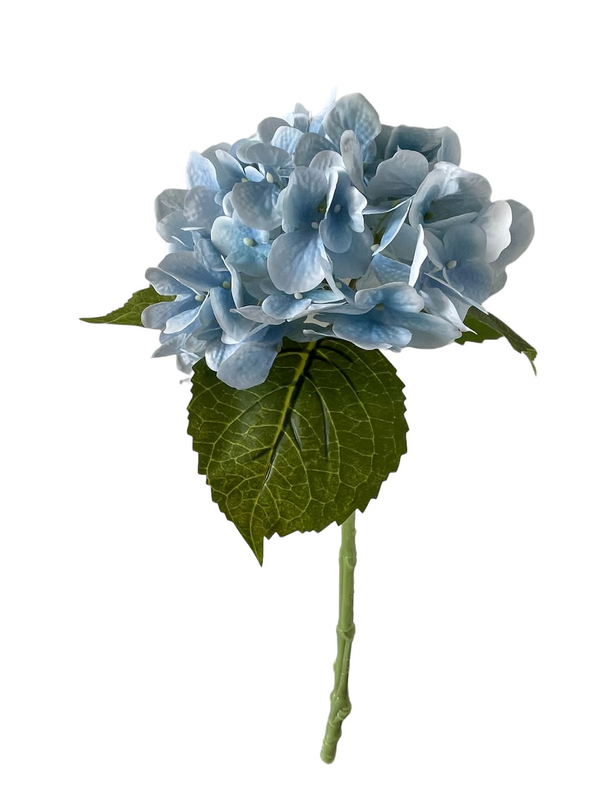 hydrangea