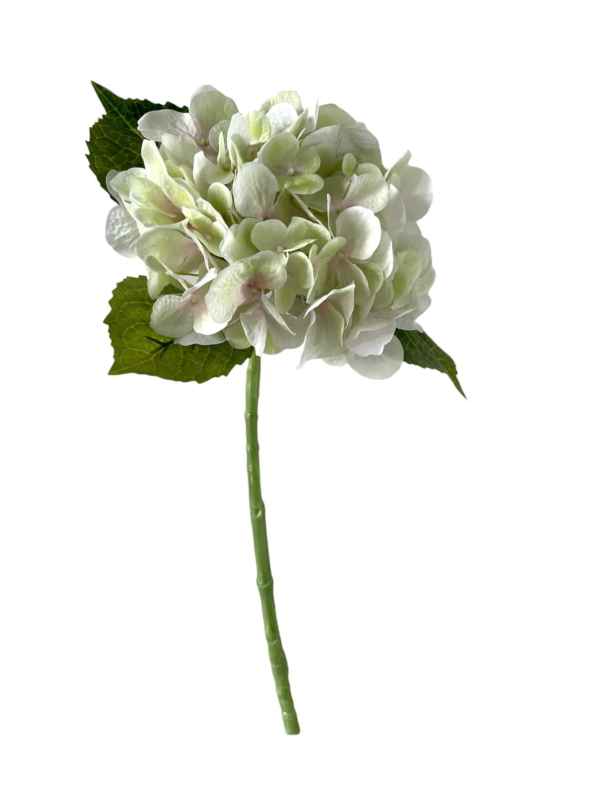 hydrangea