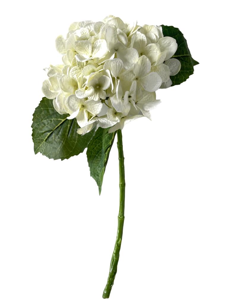hydrangea
