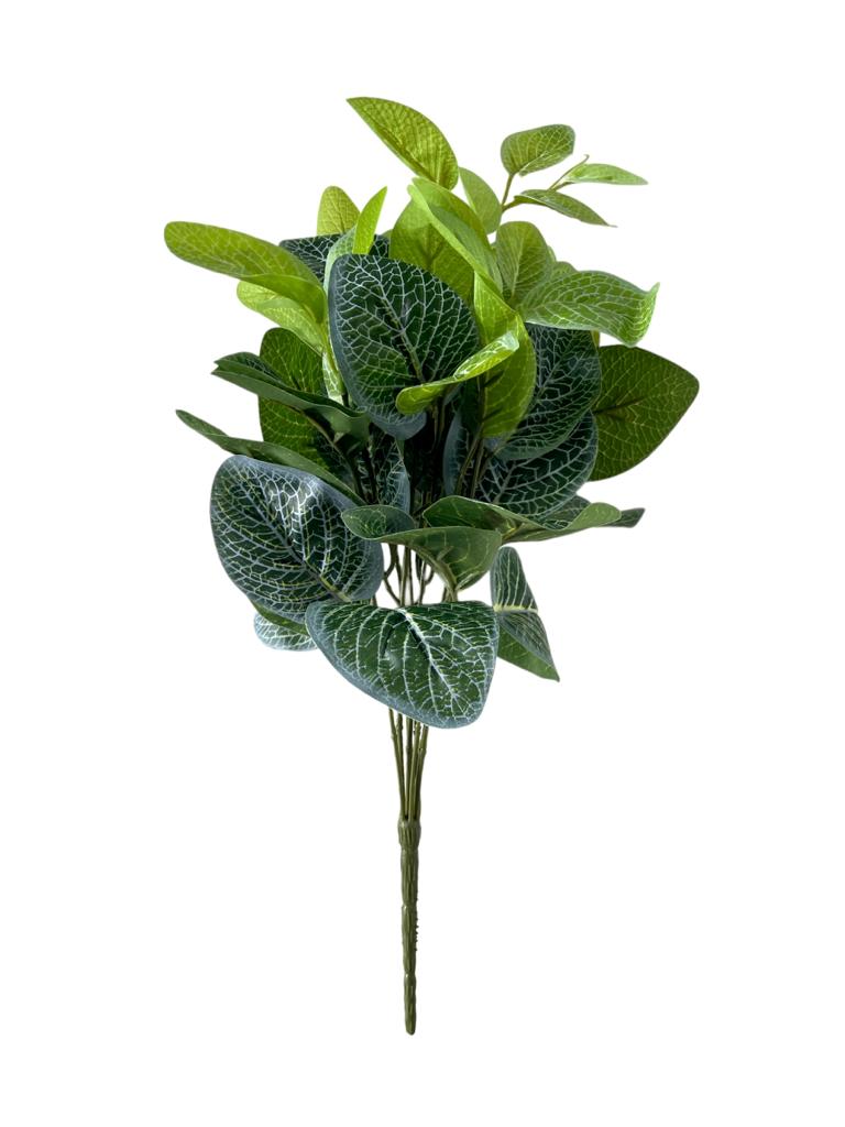 fittonia bush