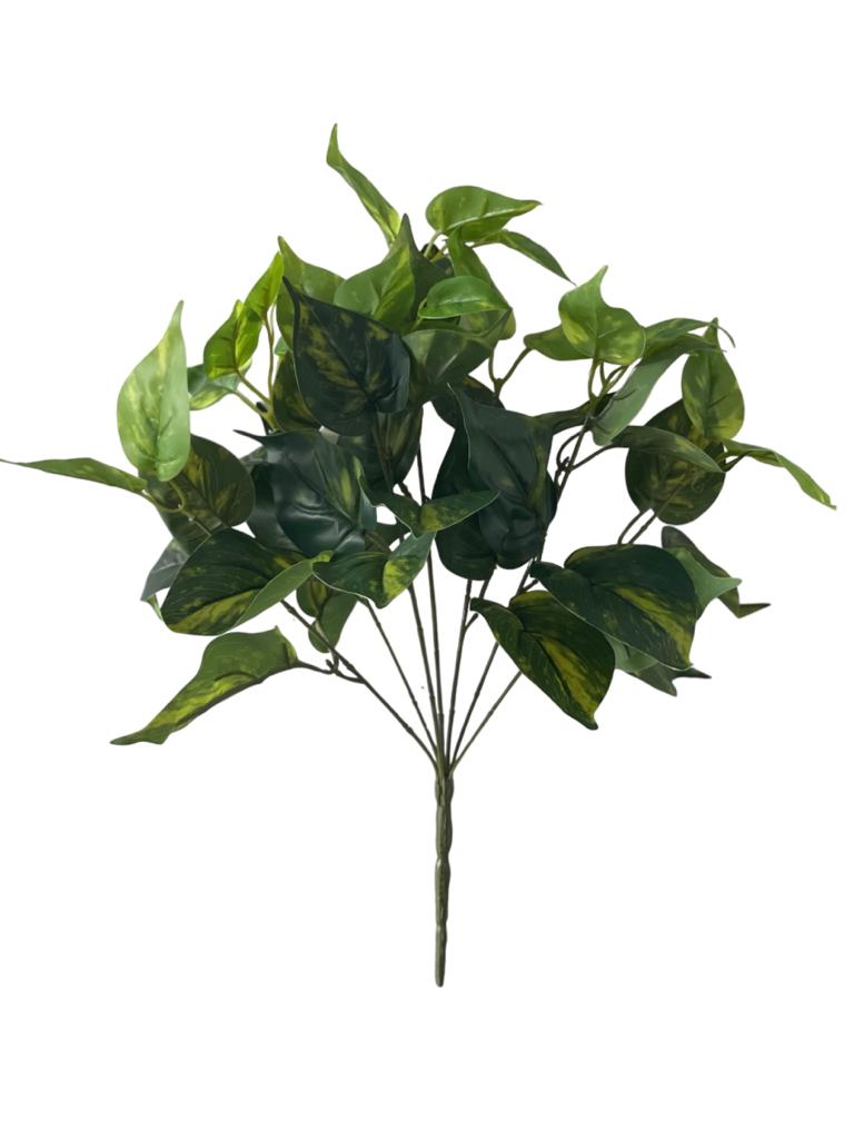 pothos bush