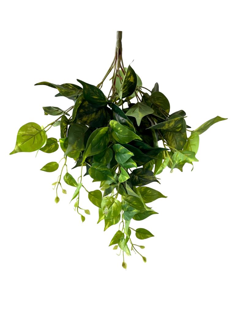 pothos bush