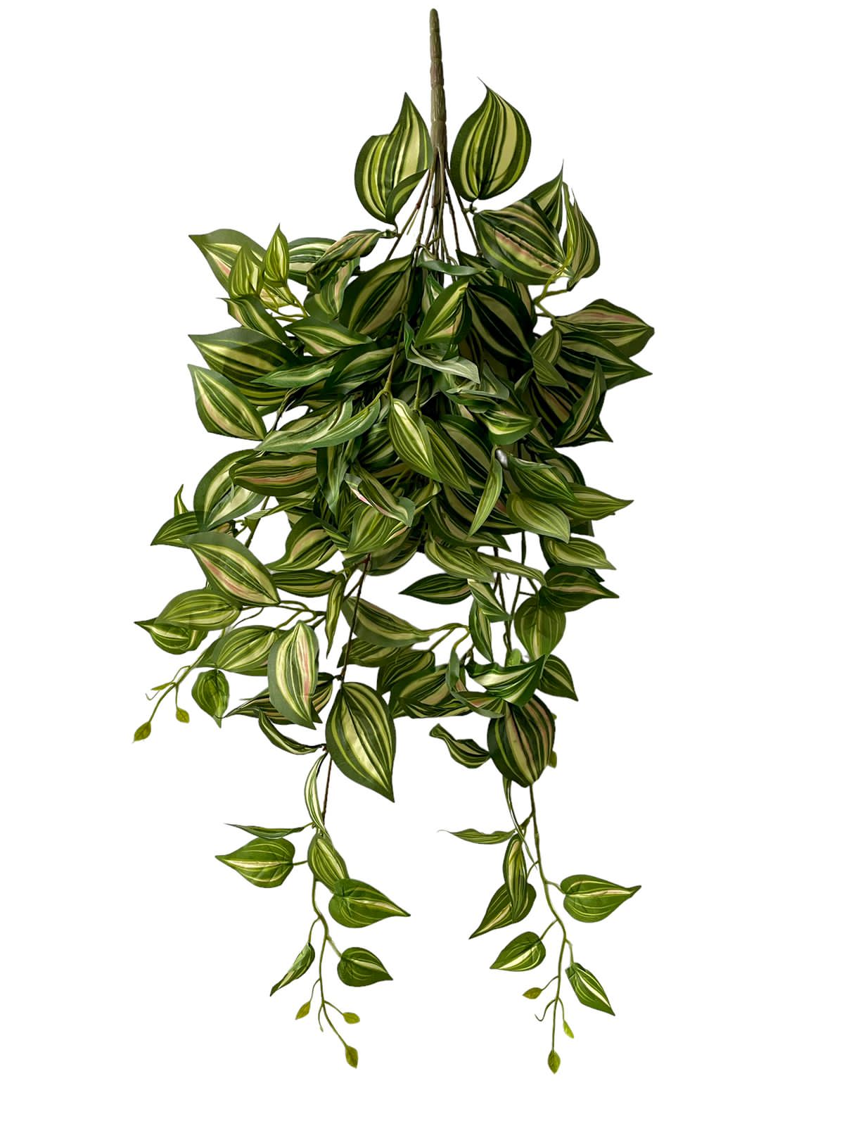 tradescantia bushes