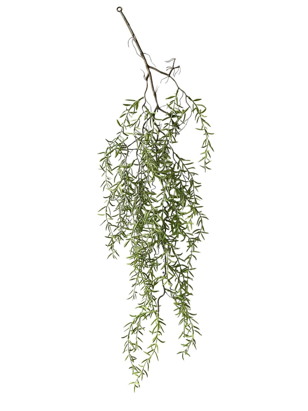 othonna tf  93cm hang bush