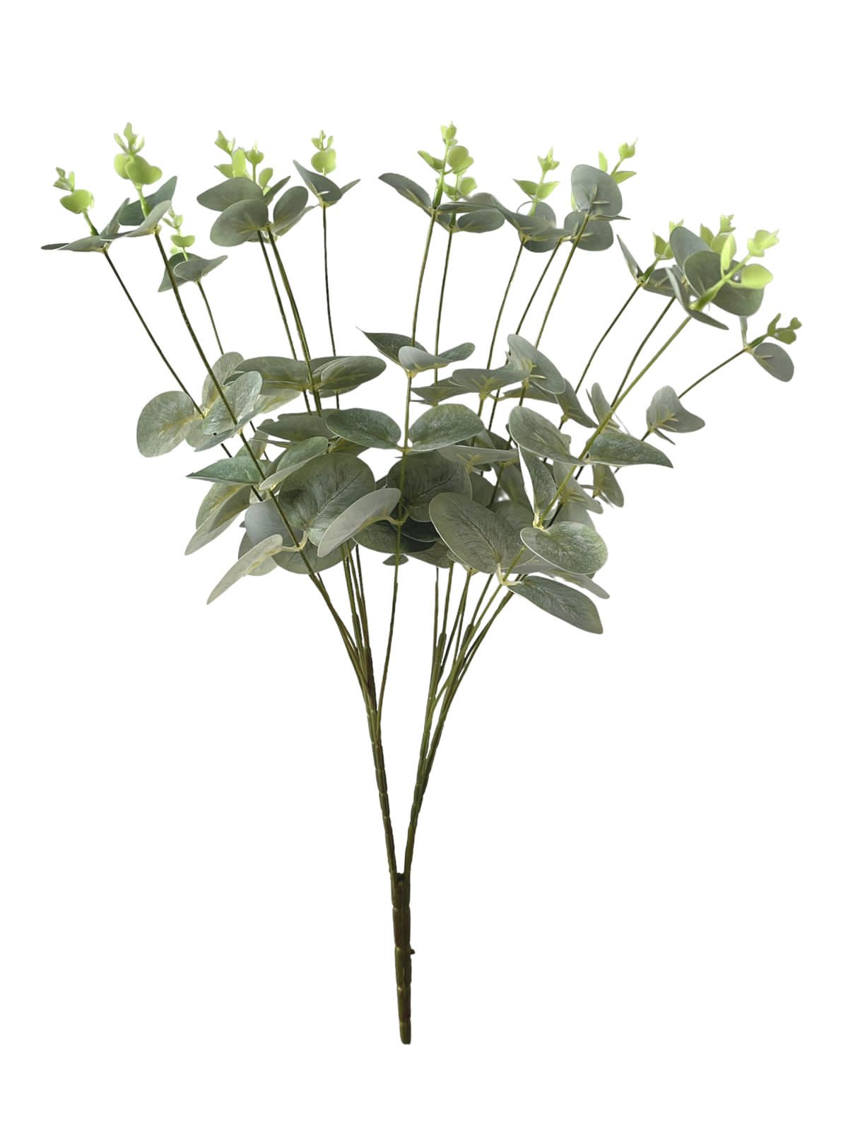 eucalyptus tf bush 60cm 132lvs