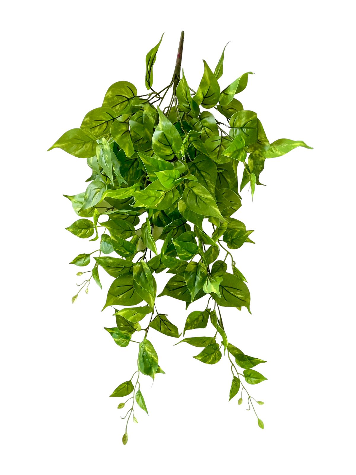 pothos bush