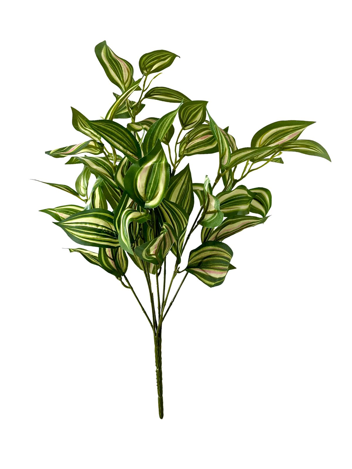 tradescantia bushes