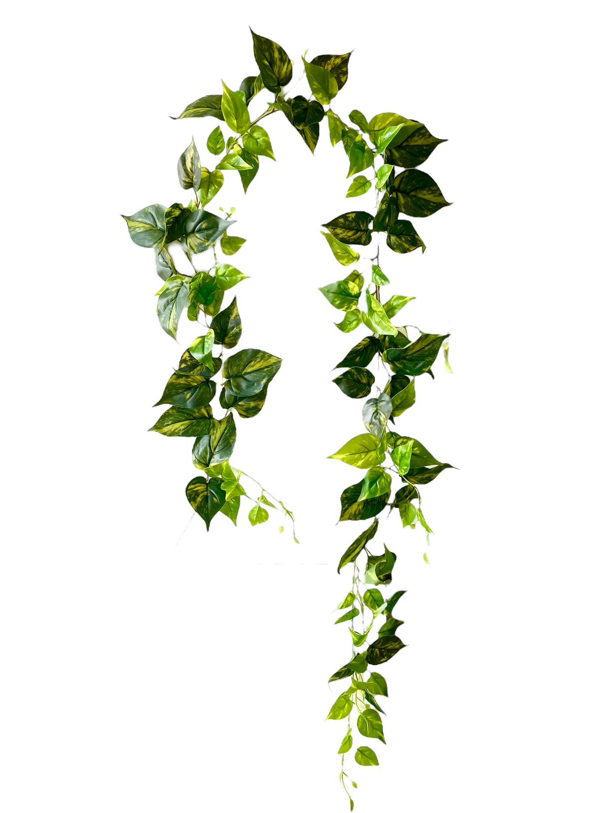 pothos vine 180cm rt
