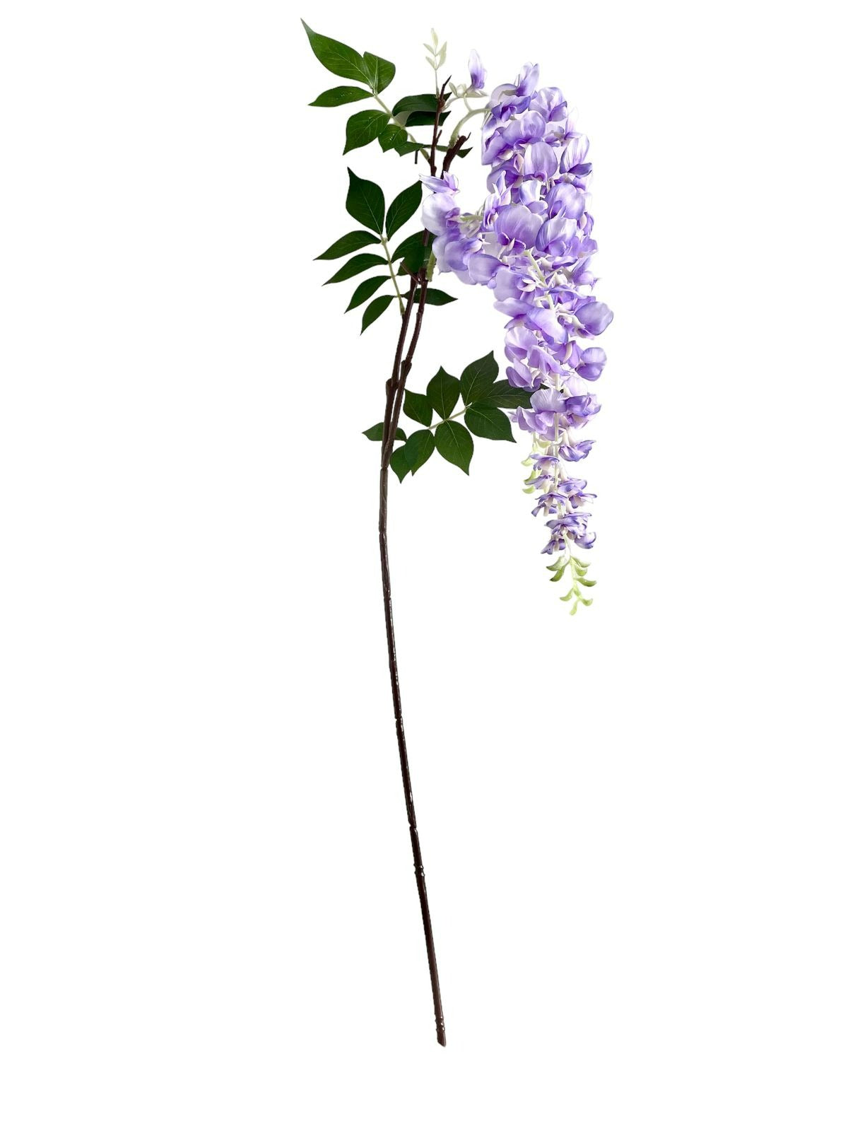 wisteria x2 115cm