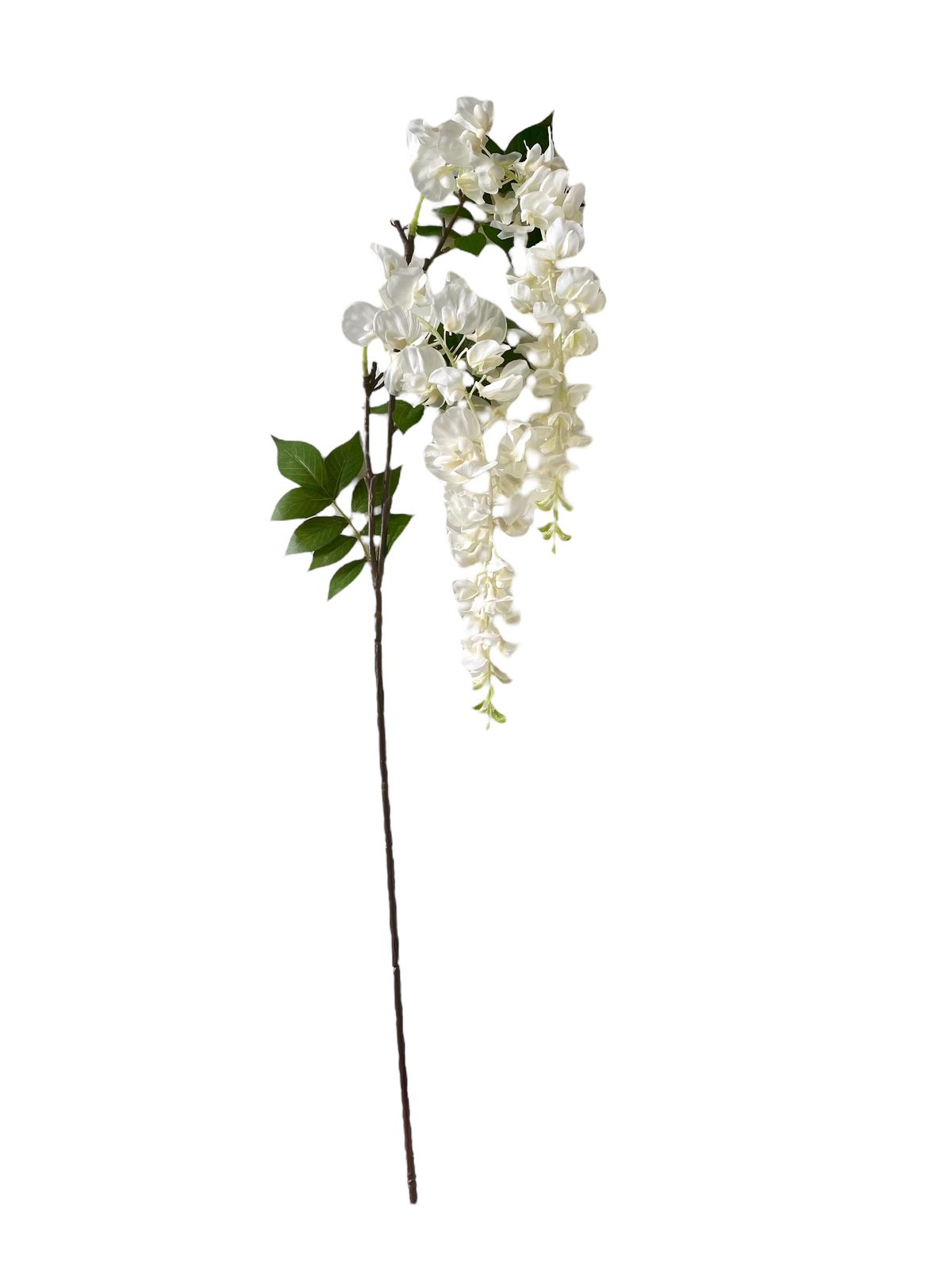 wisteria x2 115cm