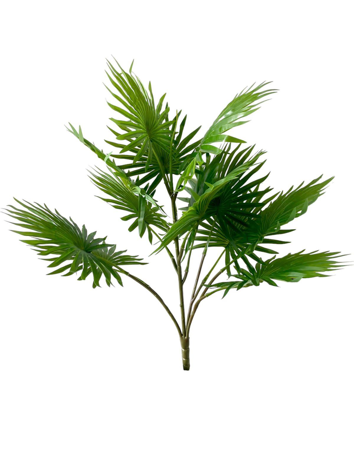palm fan bunch  70cm 13lvs
