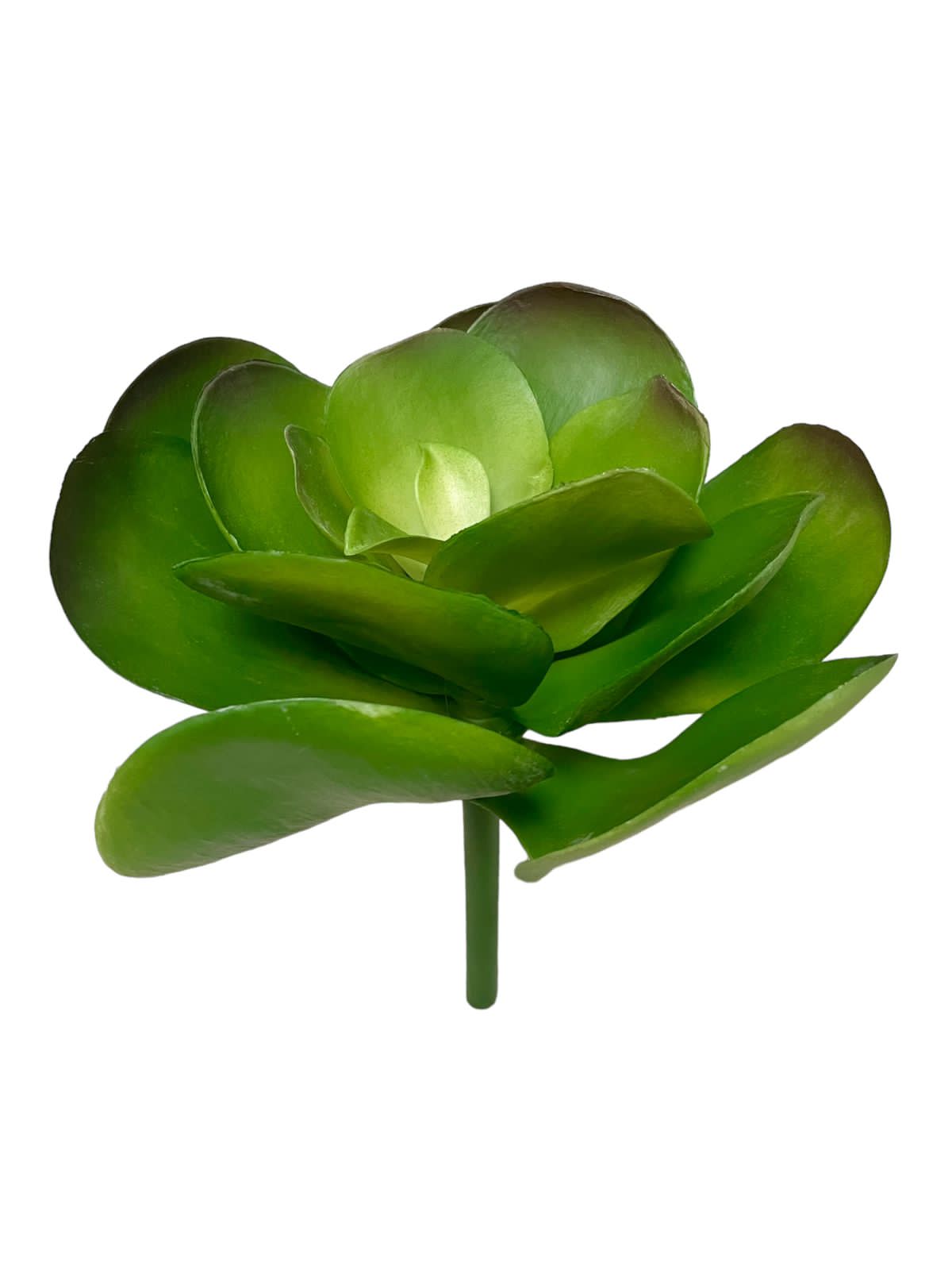 lotus 12" green burgandy