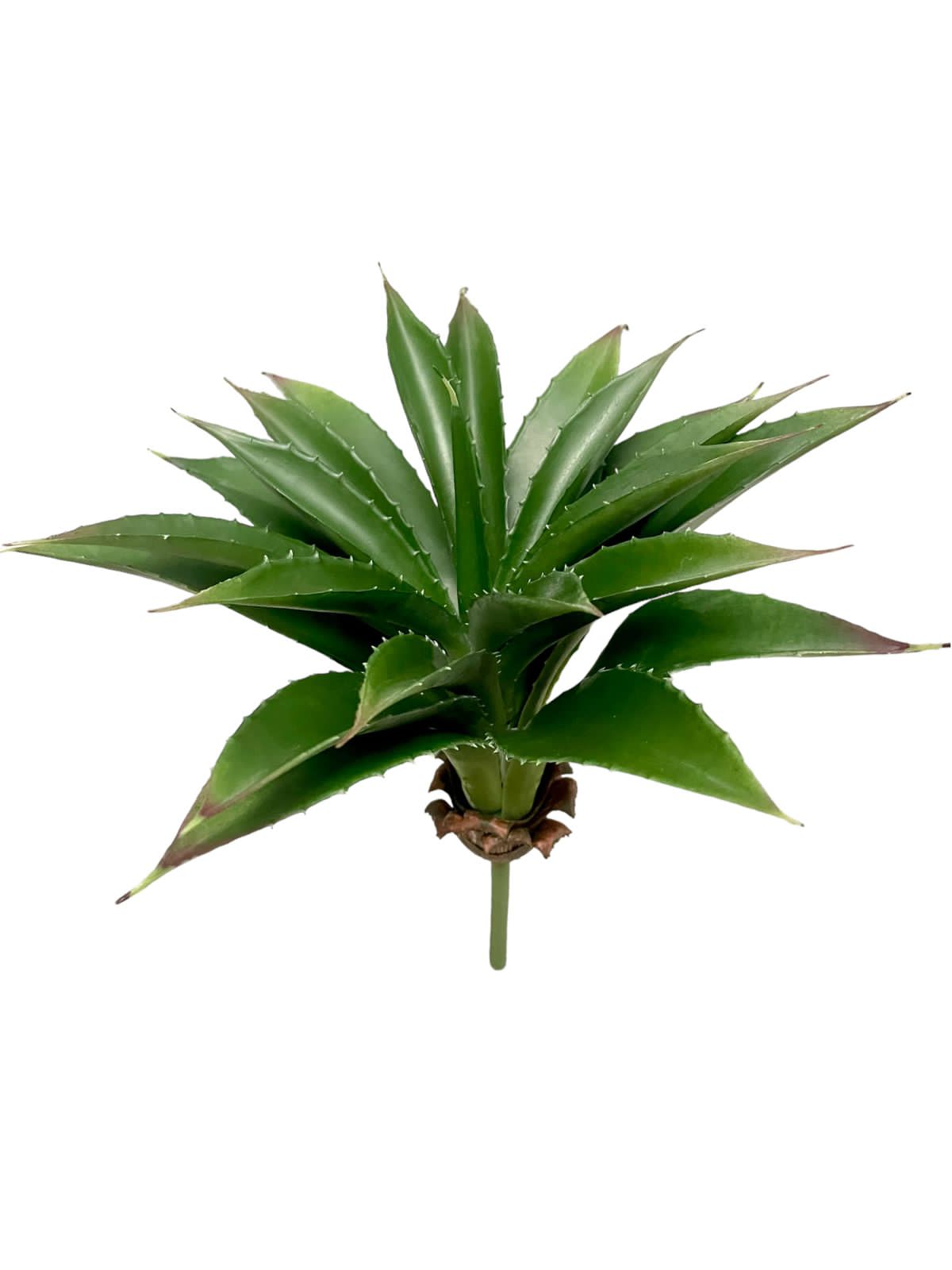 agave spiked 11" green