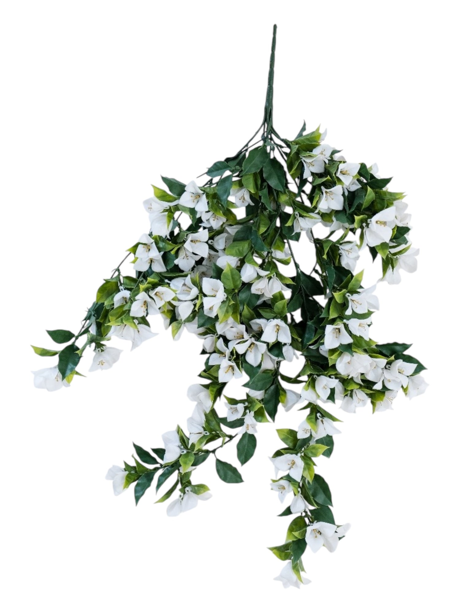bouganvilla uv lrg bush