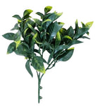 GRASS BOQ PRIVET 24CM