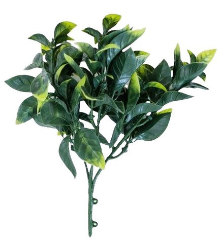GRASS BOQ PRIVET 24CM