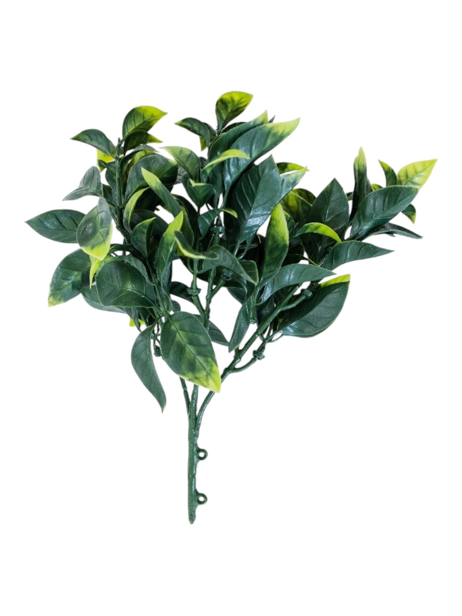 grass boq privet 24cm
