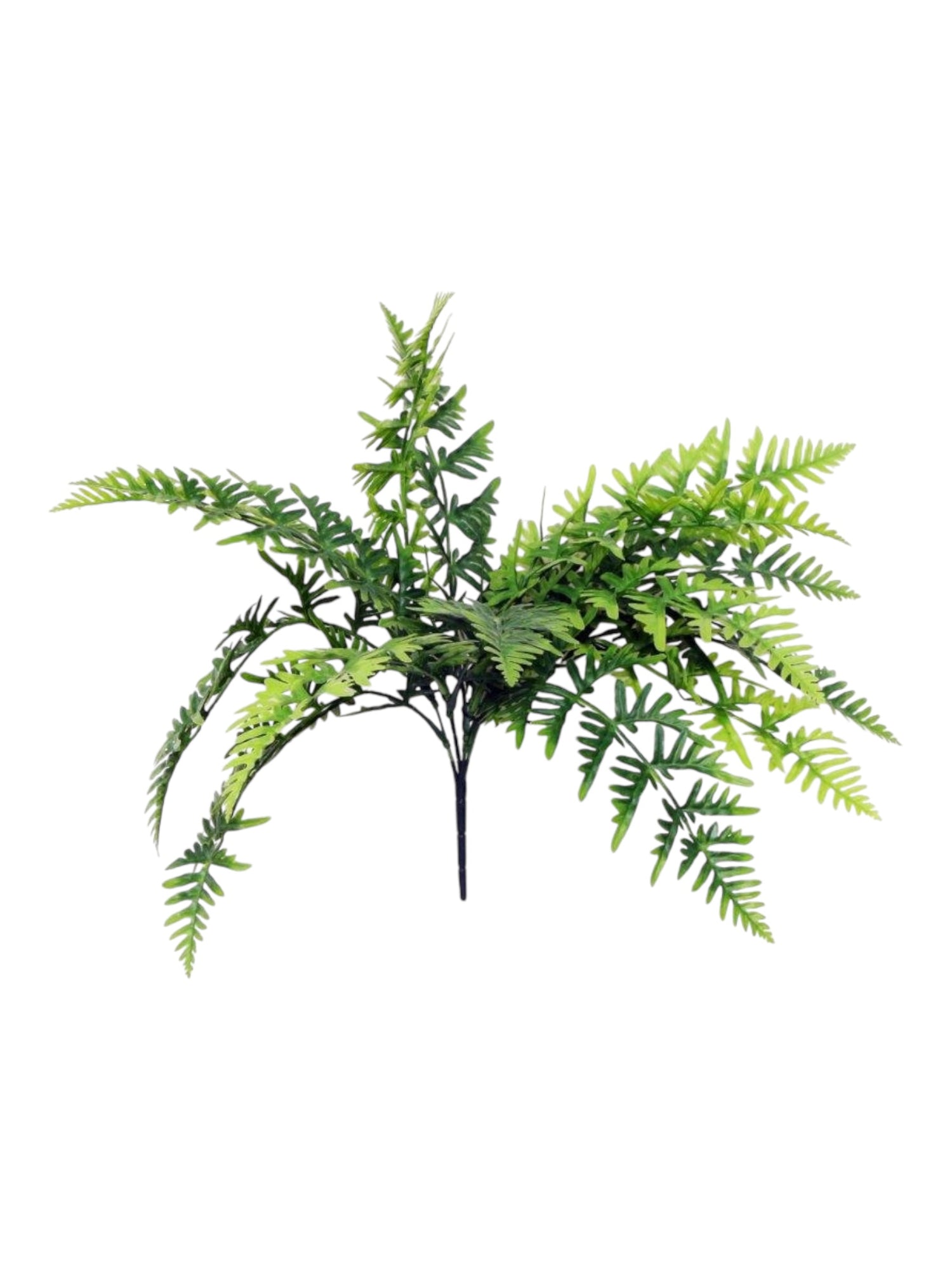 6ocm hanging fern uv