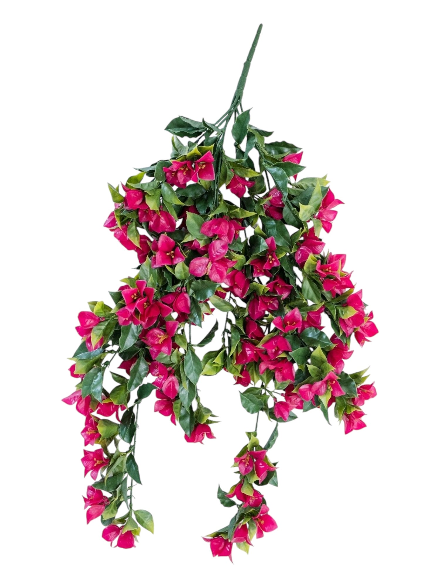 bouganvilla uv lrg bush