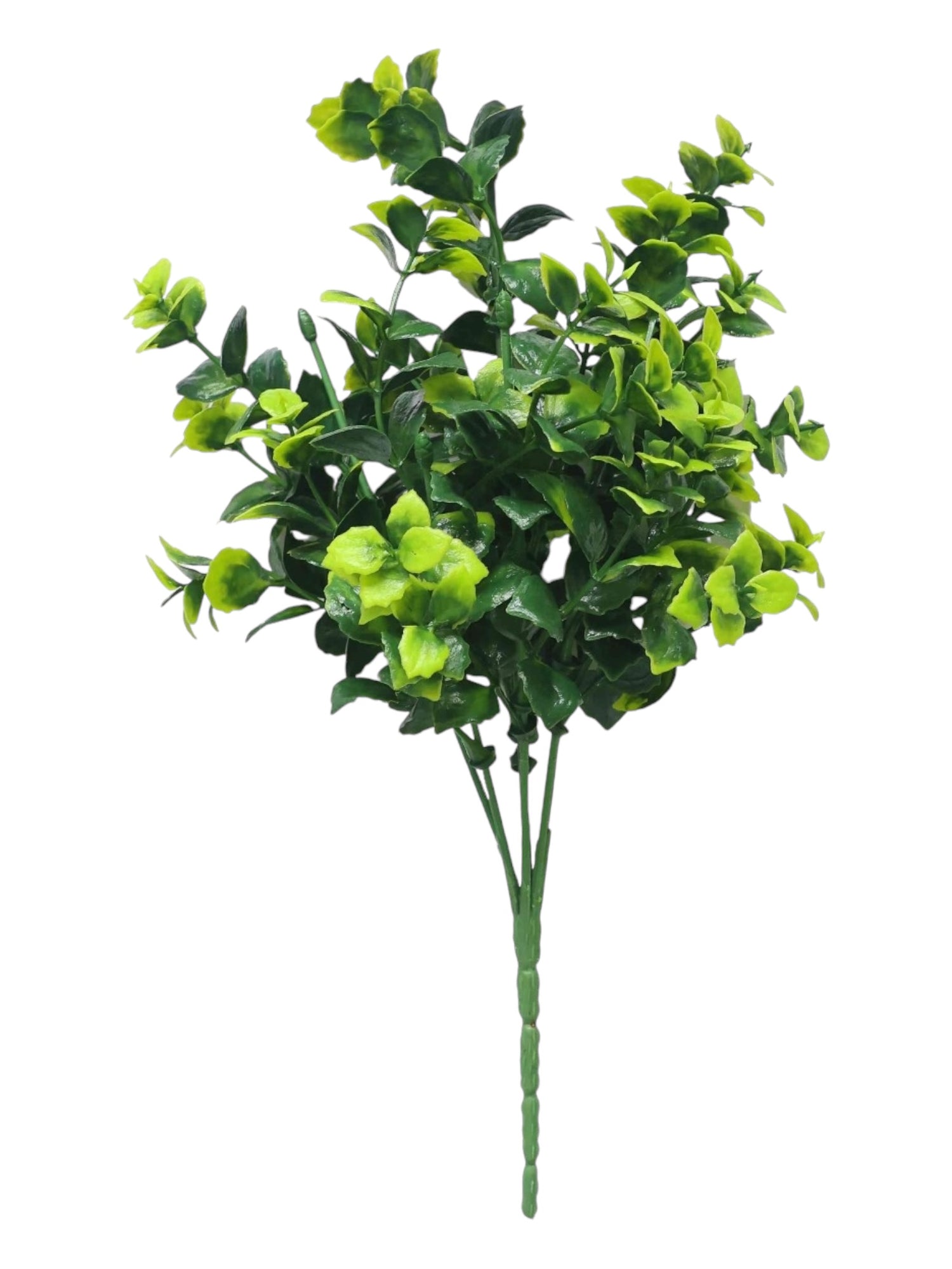 uv auspice boq 34cm