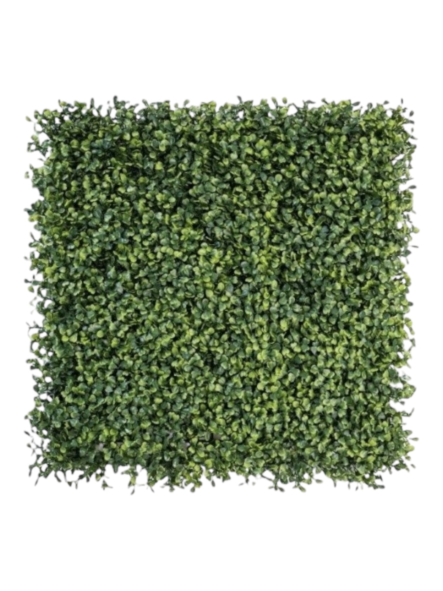 boxwood verigated mat 50 x 50