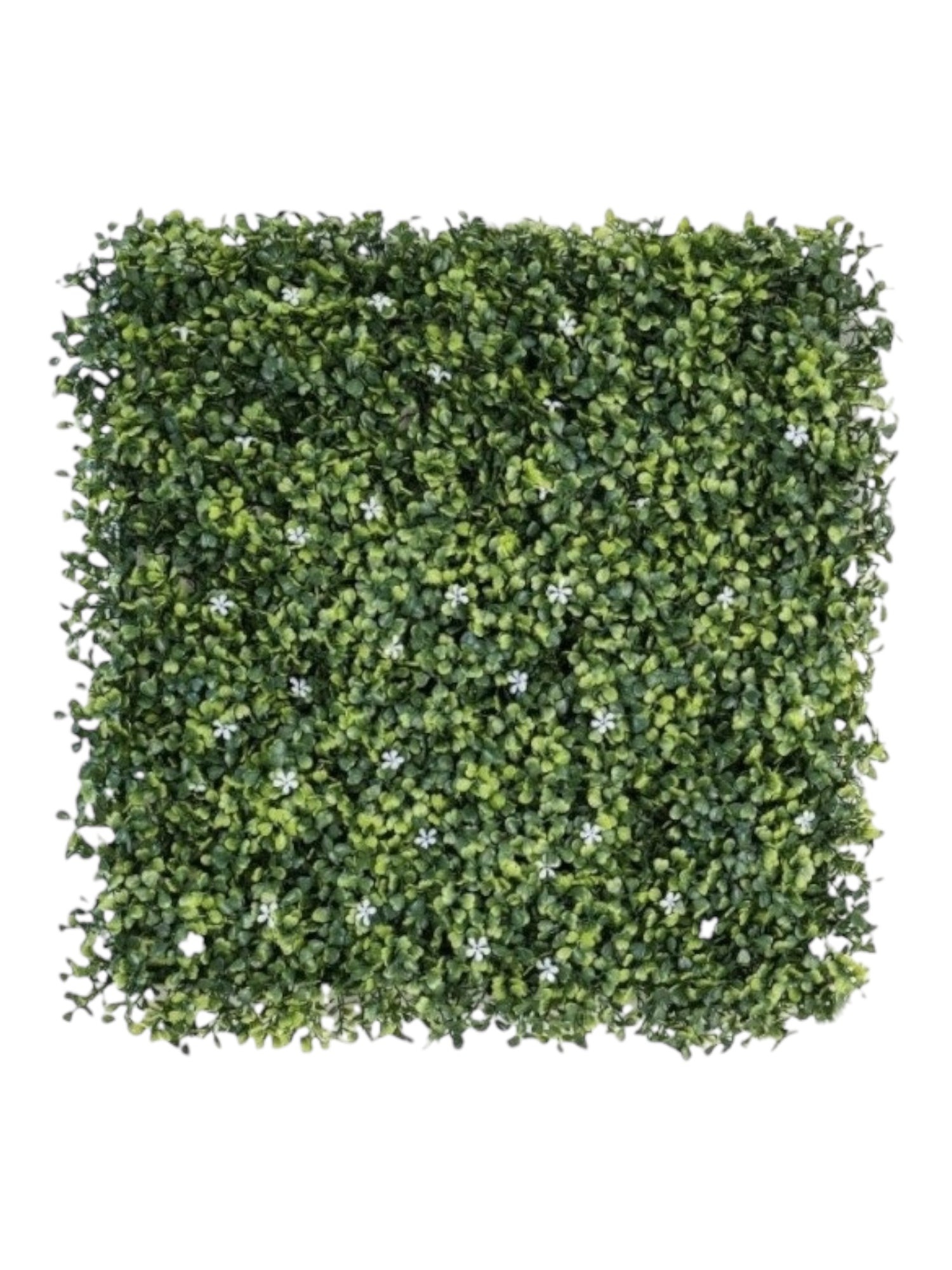 boxwood with white flower 50 x50 mat