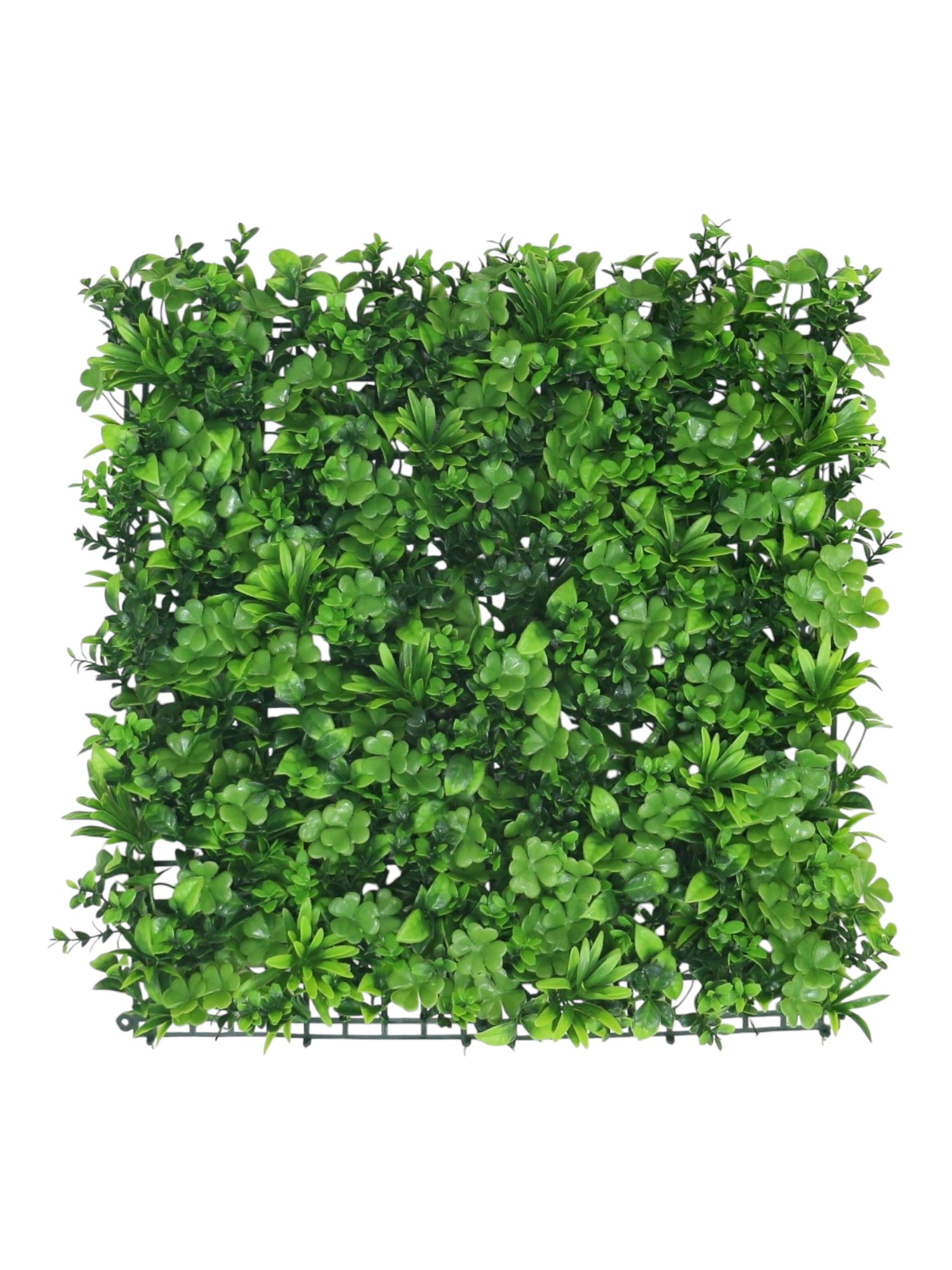 mixed greenery 50x50