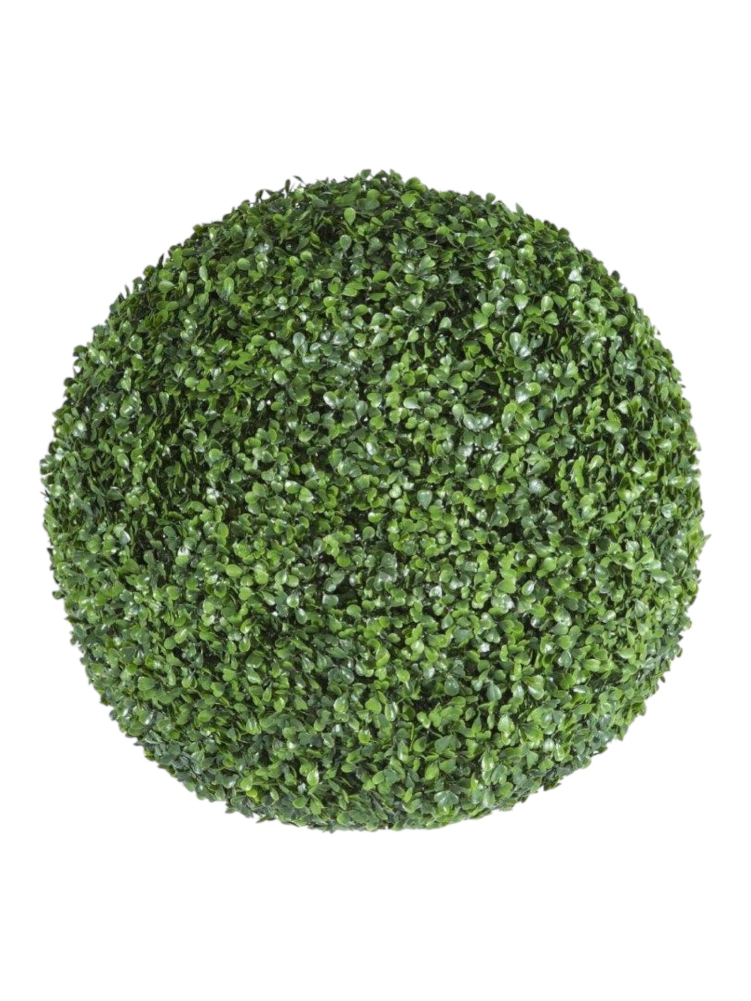 boxwood uv ball