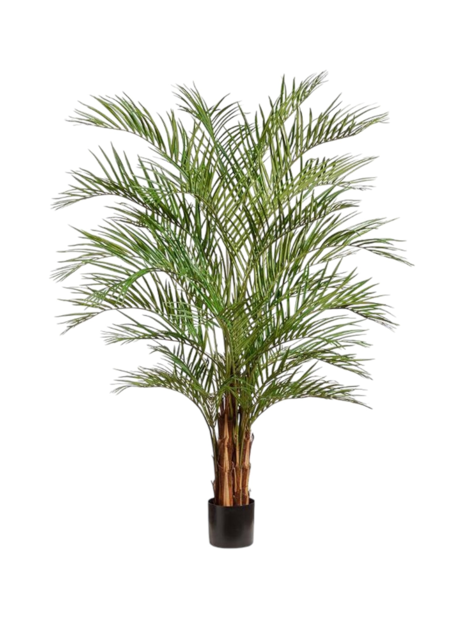 areca palm multi stem